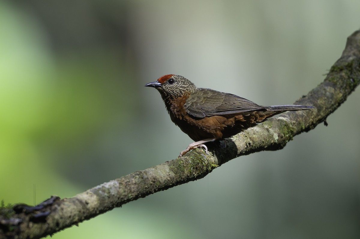 Red-fronted Antpecker - ML646850745