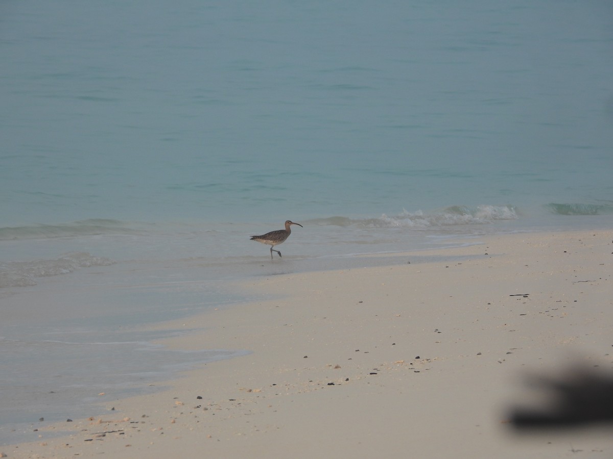 Eurasian Whimbrel - ML646850746