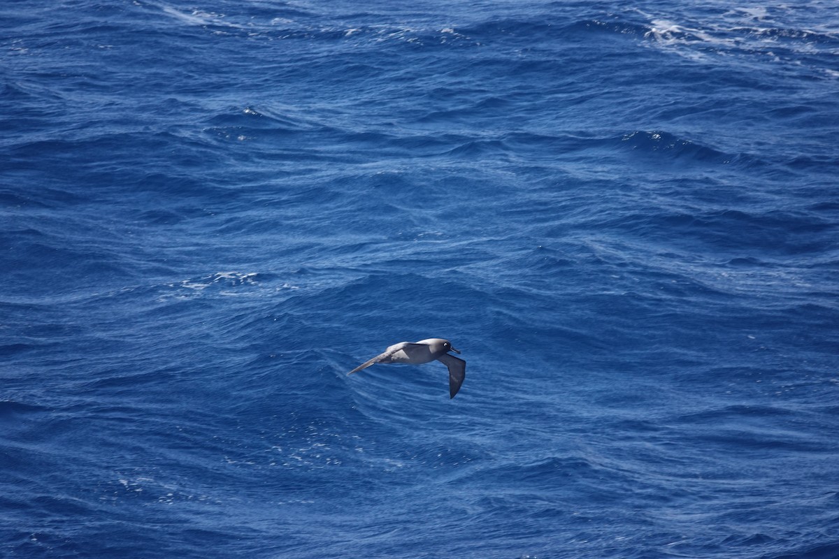Light-mantled Albatross - ML646850752