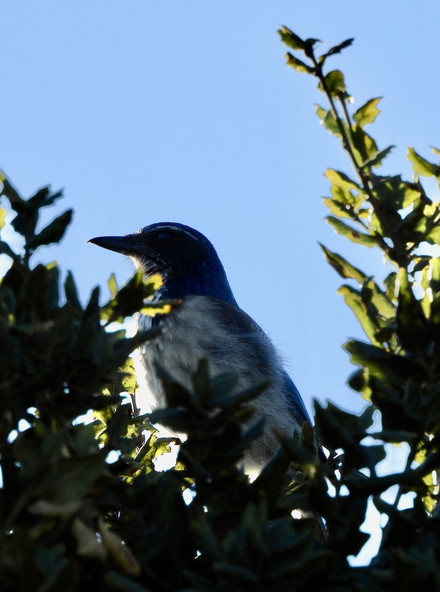 California Scrub-Jay - ML646850753
