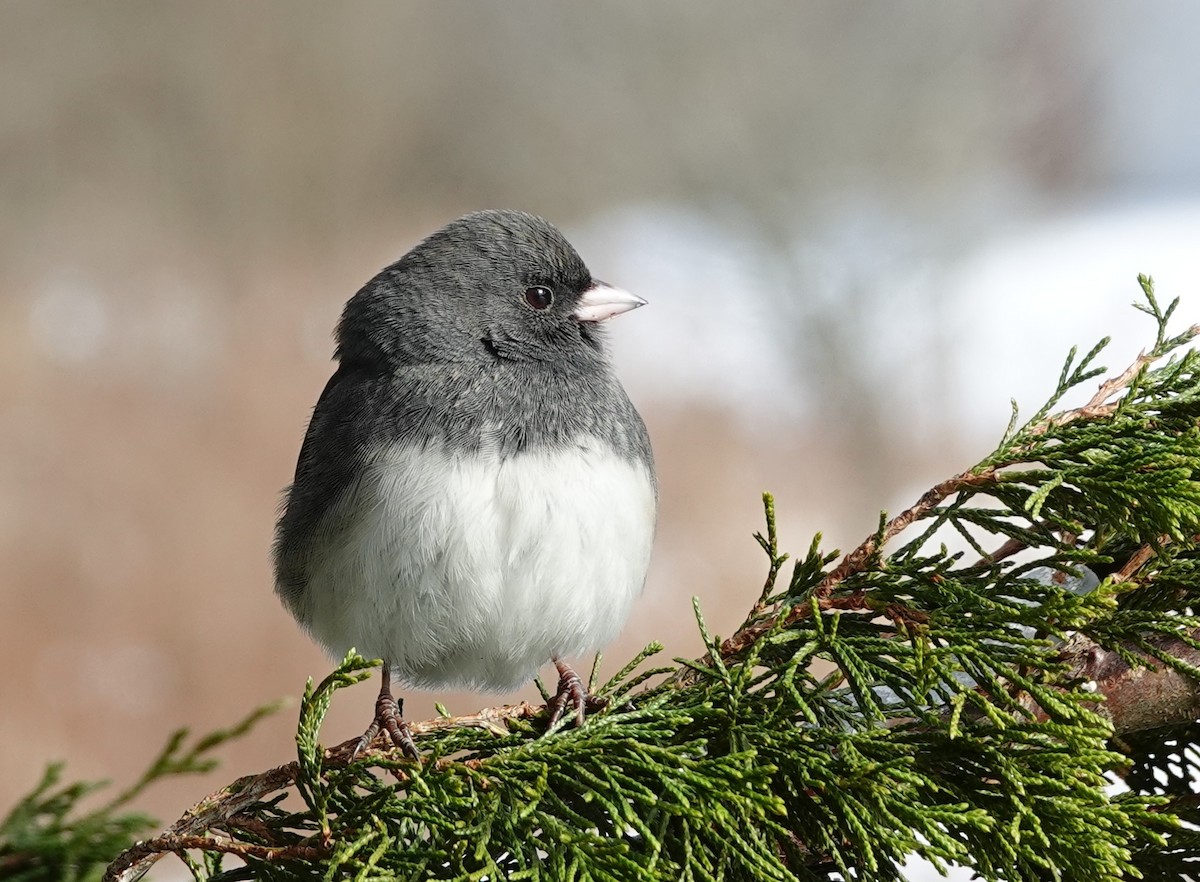Dark-eyed Junco - ML646850754