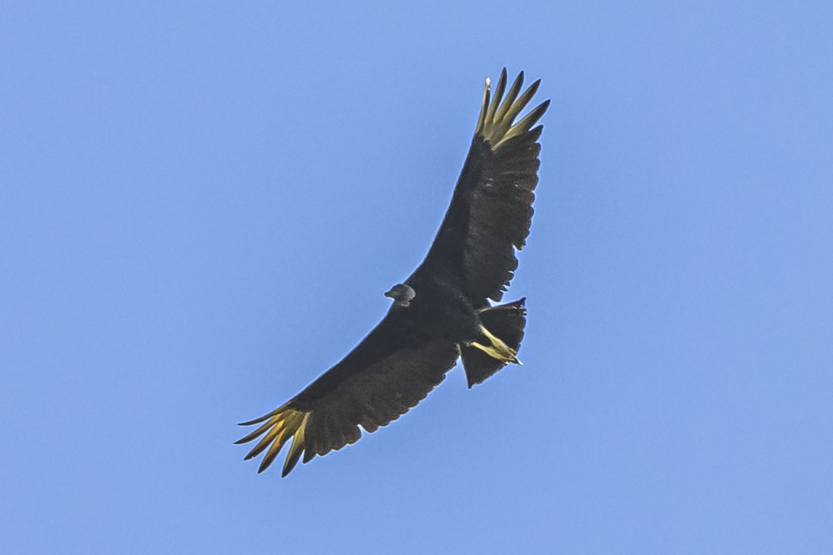 Black Vulture - ML646850756