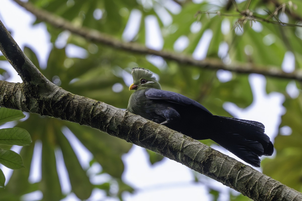 Yellow-billed Turaco - ML646850757
