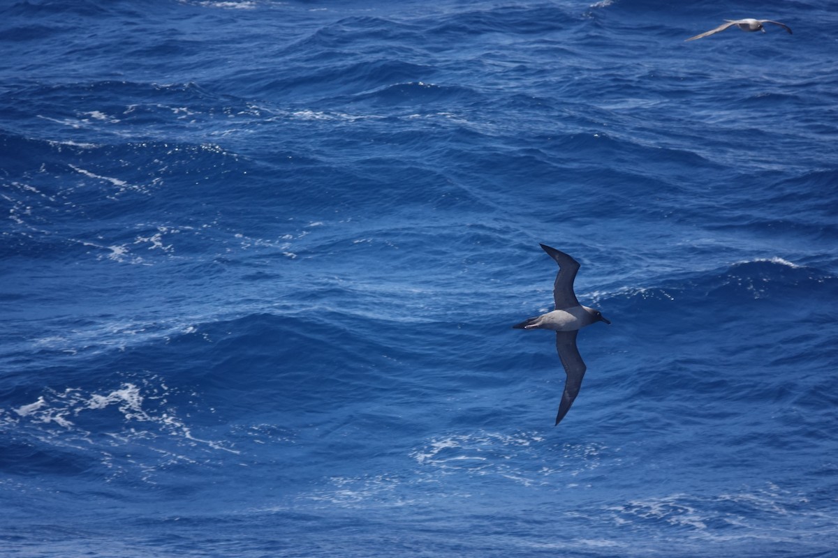 Light-mantled Albatross - ML646850758