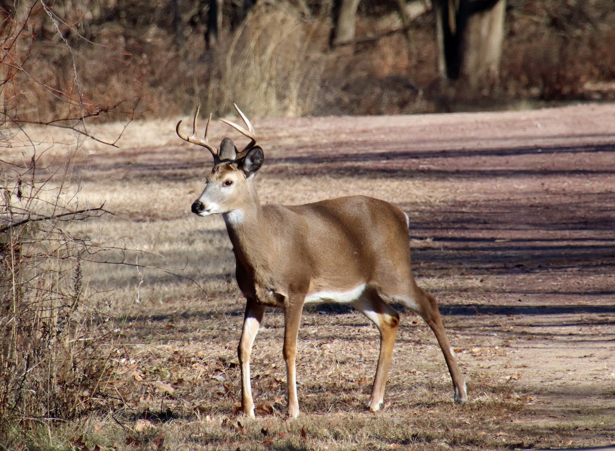 オジロジカ - ML646850759