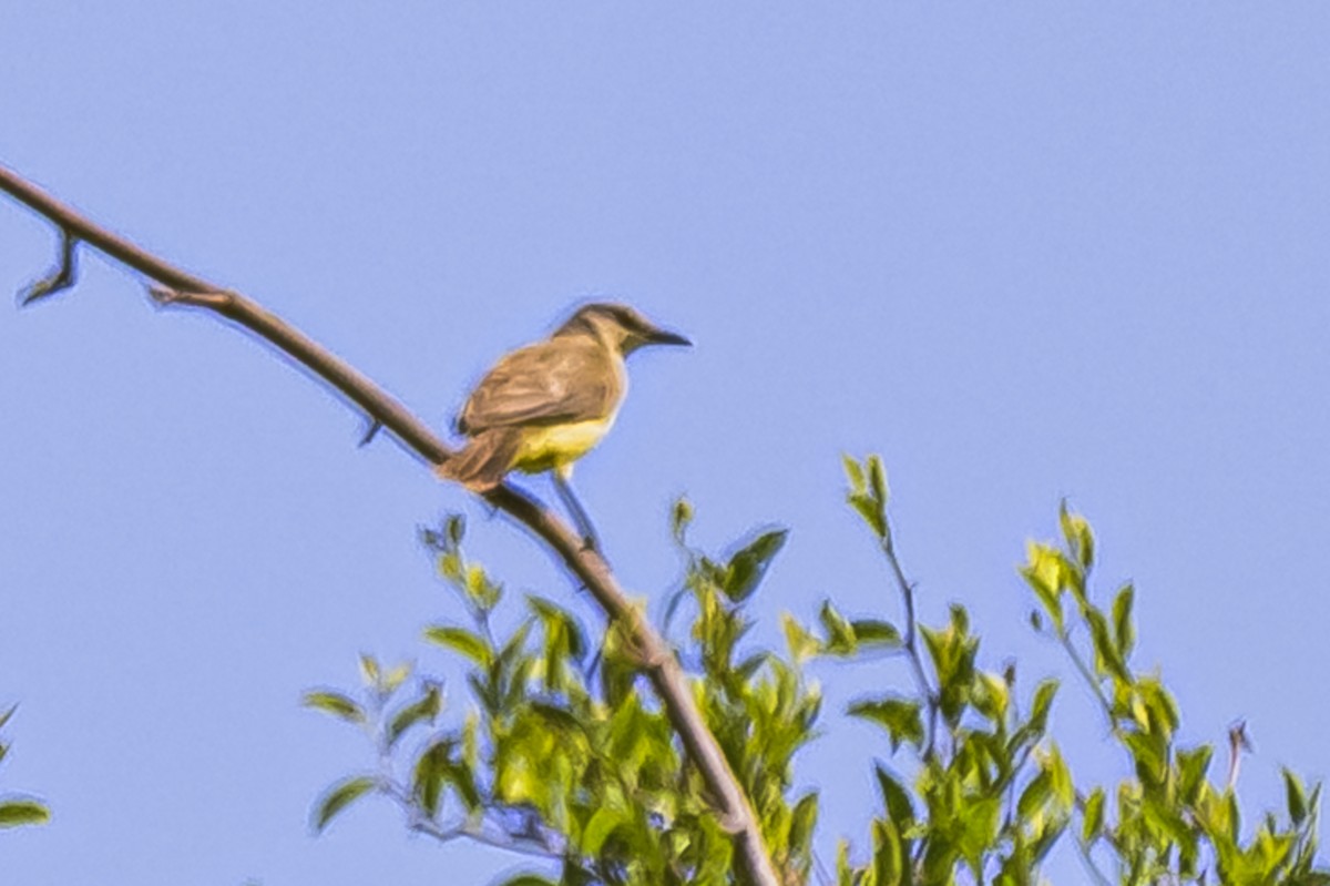 Cattle Tyrant - ML646850762