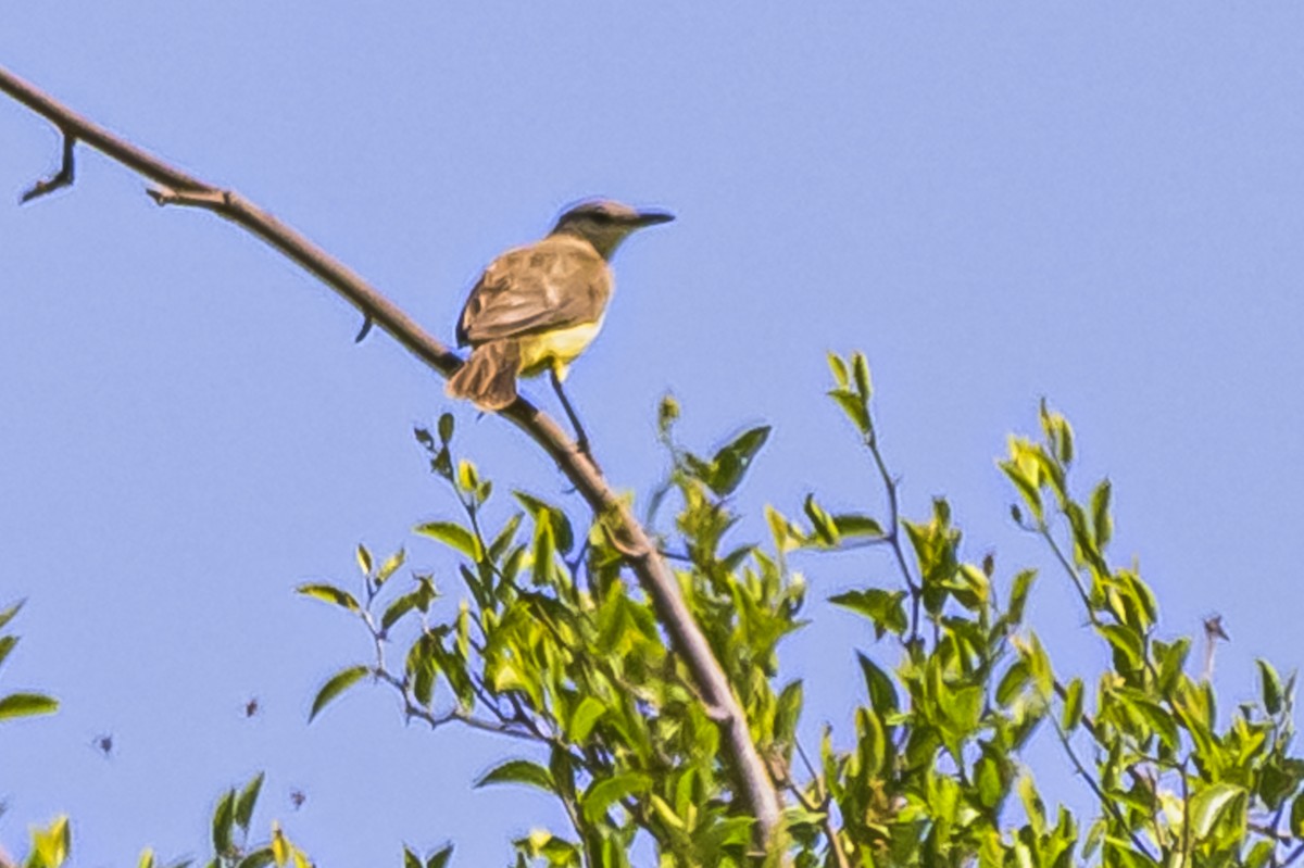 Cattle Tyrant - ML646850763