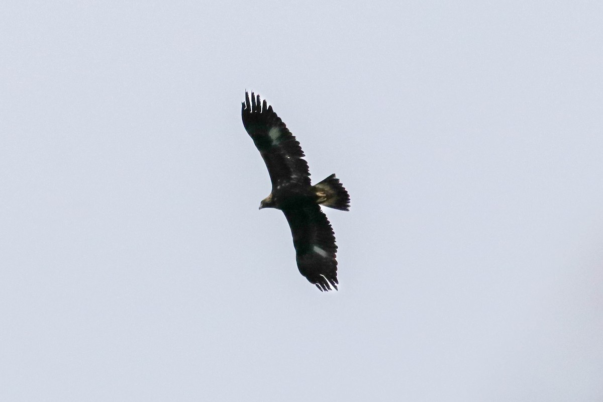 Golden Eagle - ML646850765