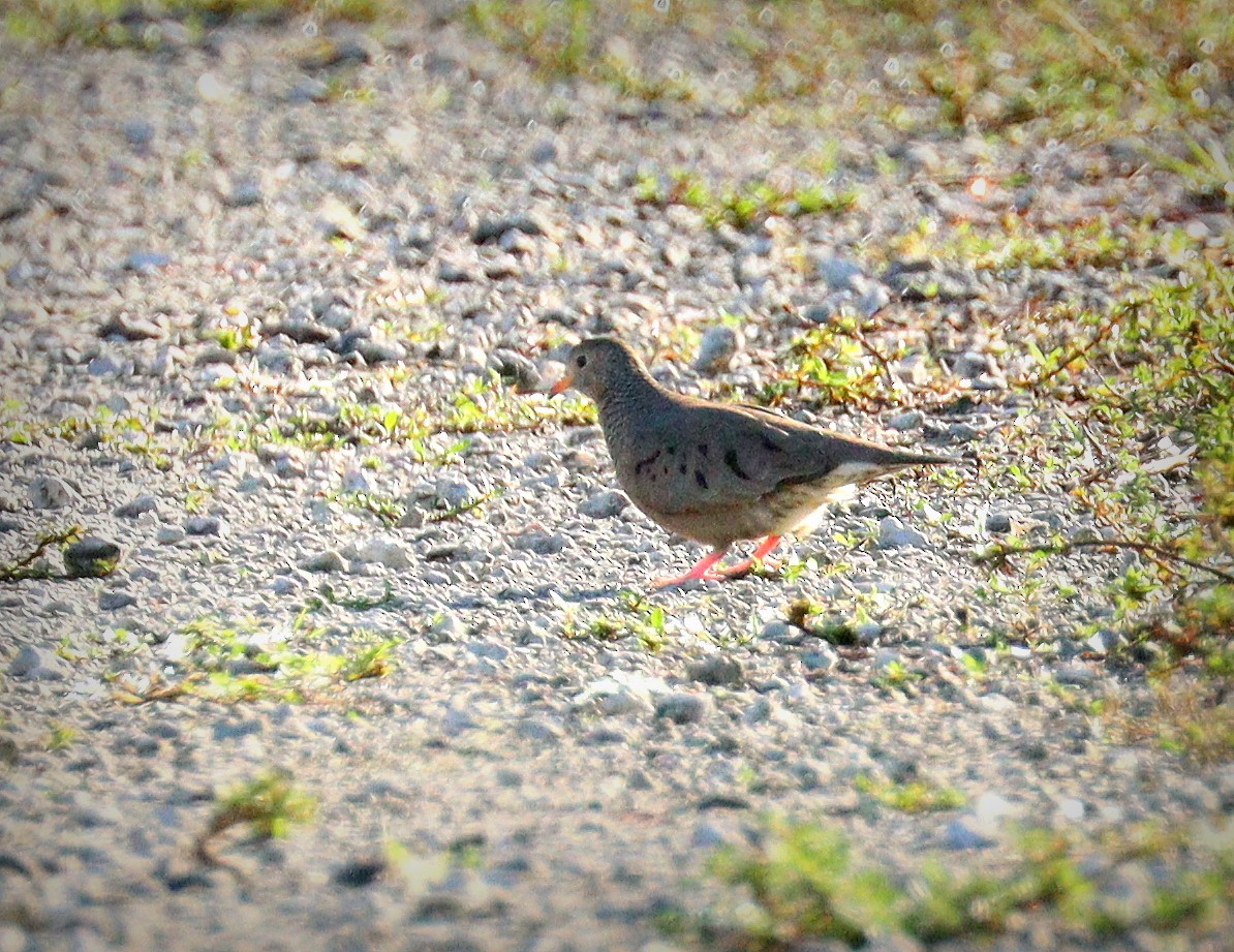 Common Ground Dove - ML646850770