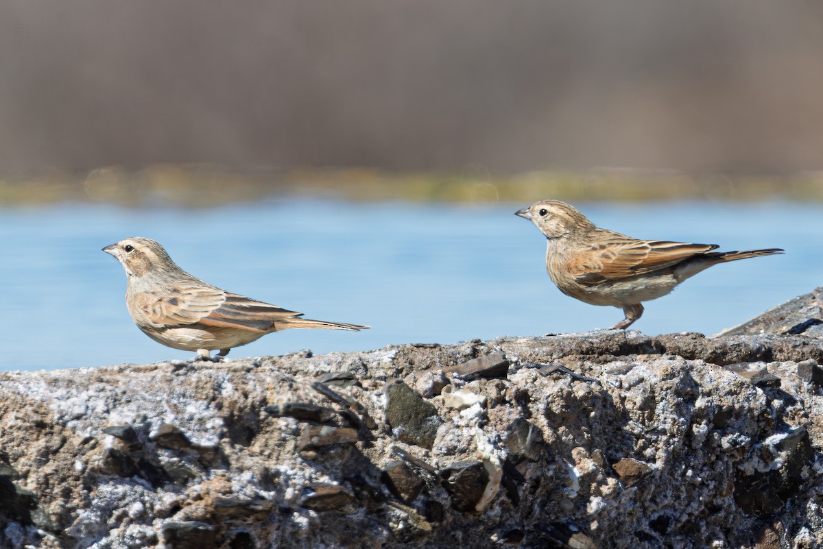 Бледная овсянка - ML646850772