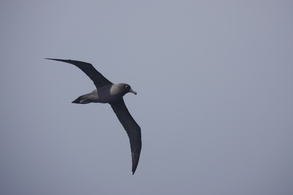 Light-mantled Albatross - ML646850774