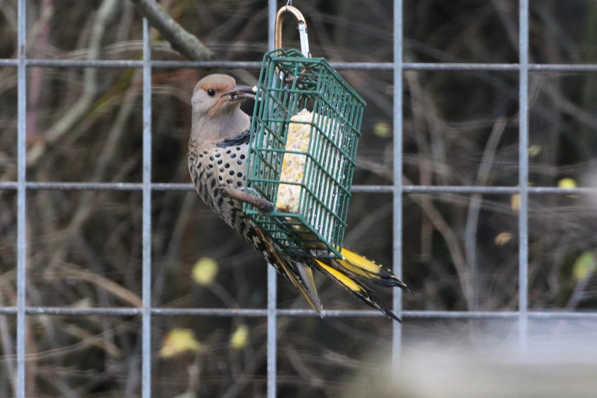 Northern Flicker (Yellow-shafted x Red-shafted) - ML646850777