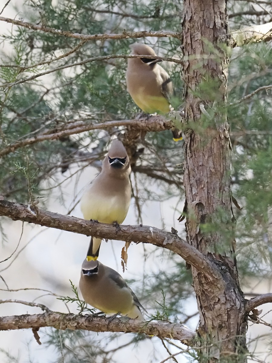 Cedar Waxwing - ML646850778