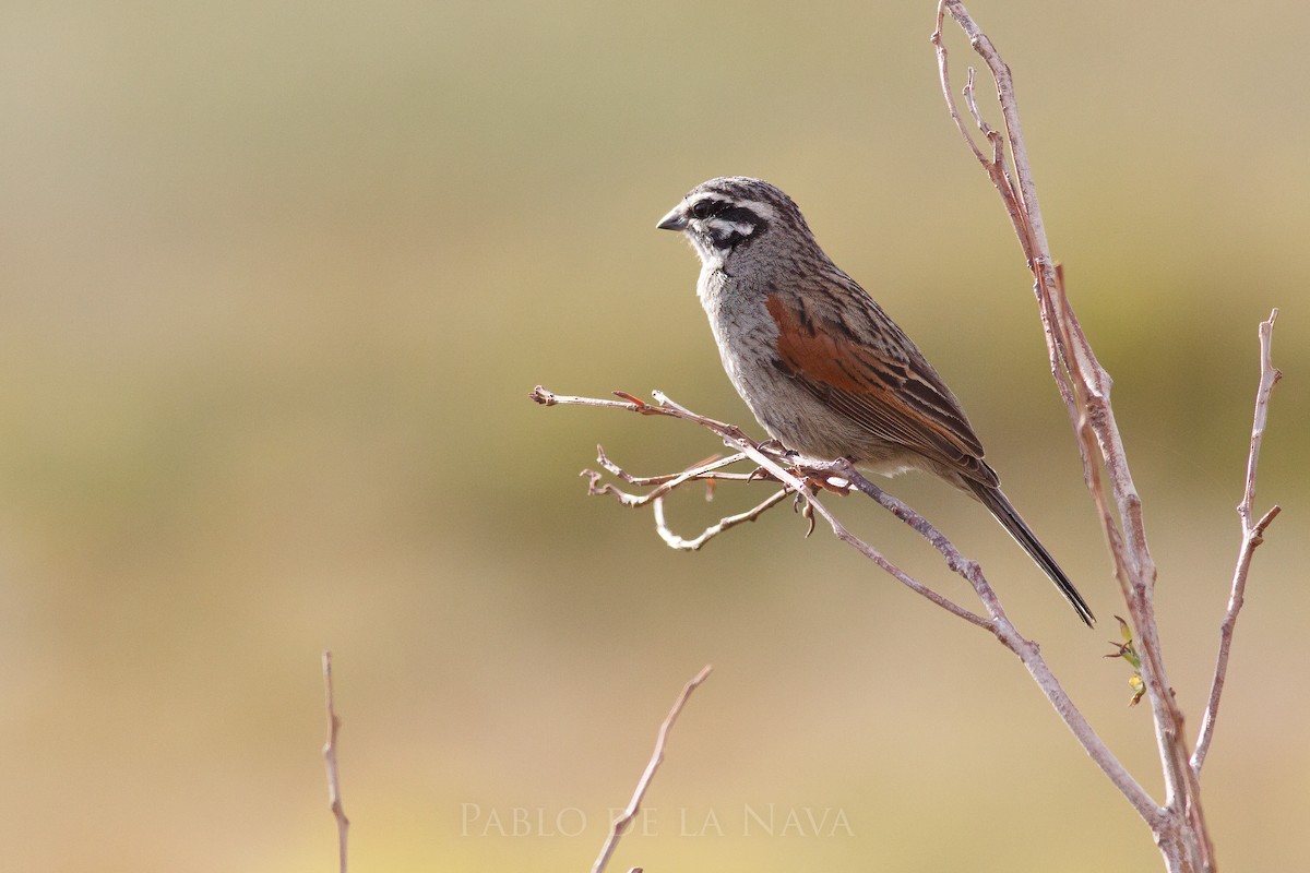 Kapammer - ML646850780