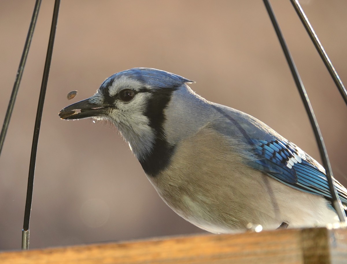 Mavi Karga - ML646850784