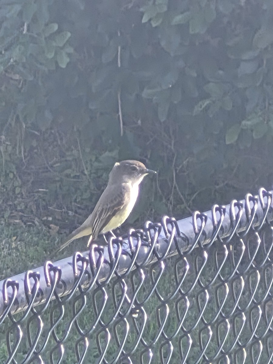 Eastern Phoebe - ML646850788