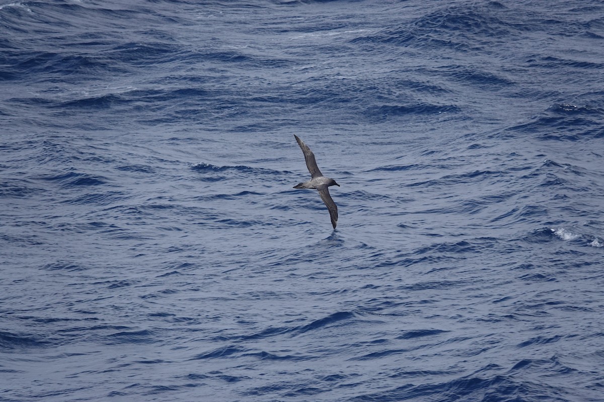 Light-mantled Albatross - ML646850791