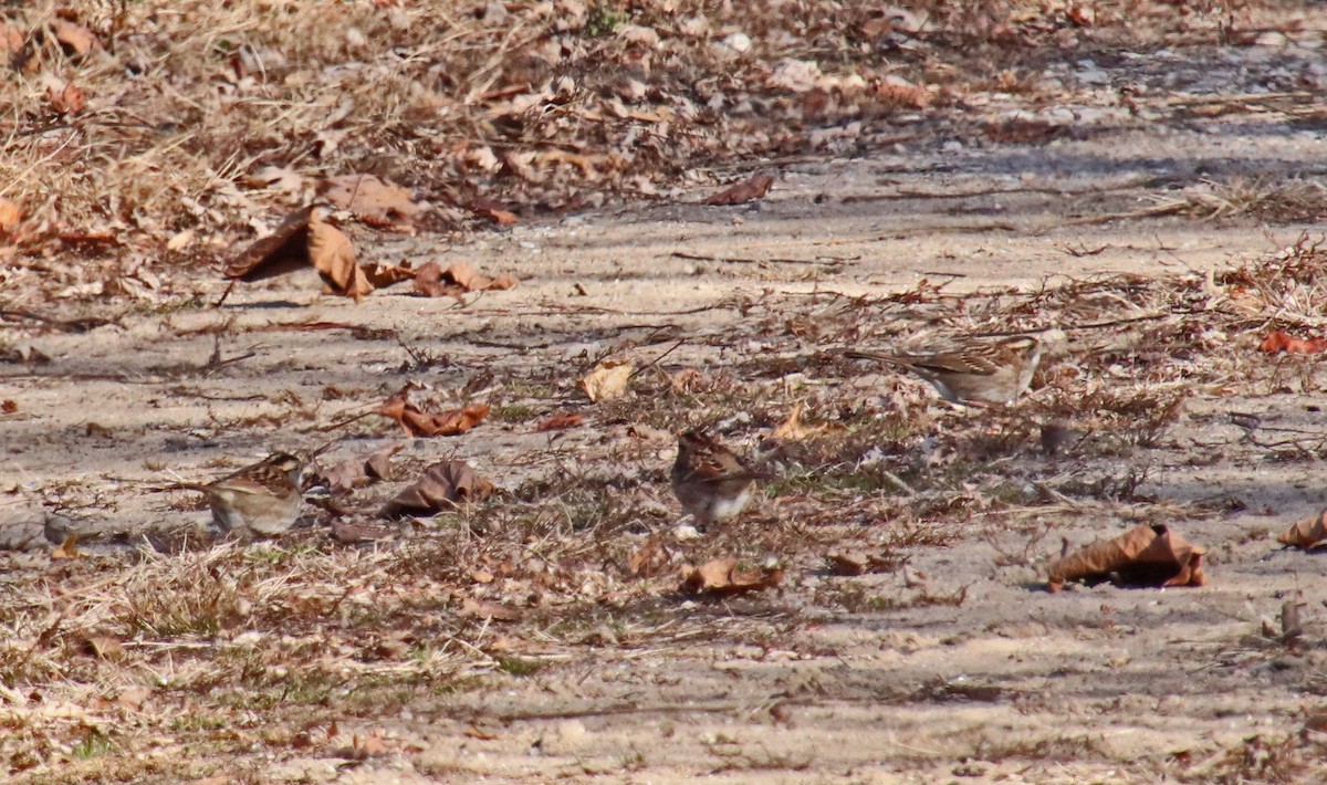 ノドジロシトド - ML646850793