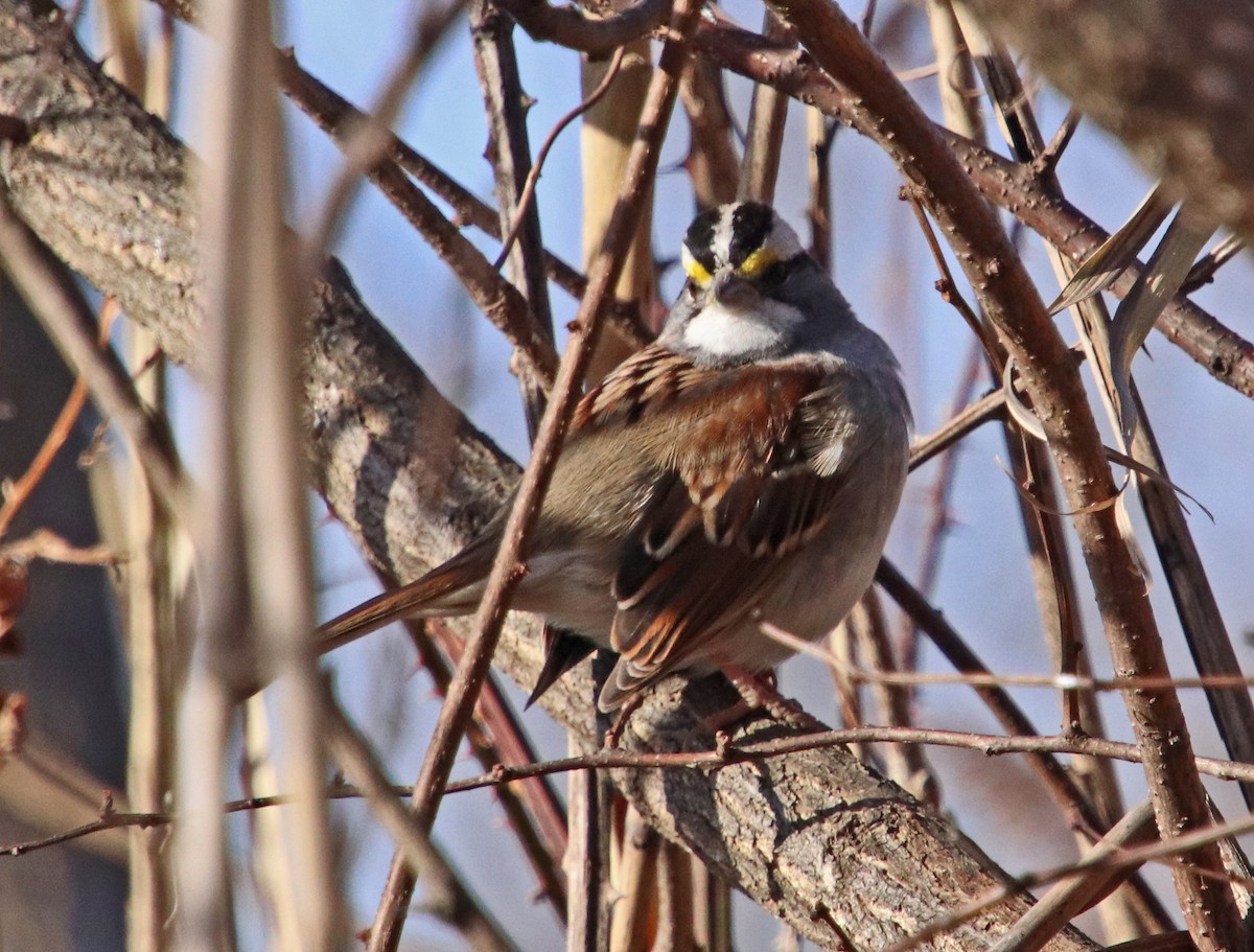 ノドジロシトド - ML646850794