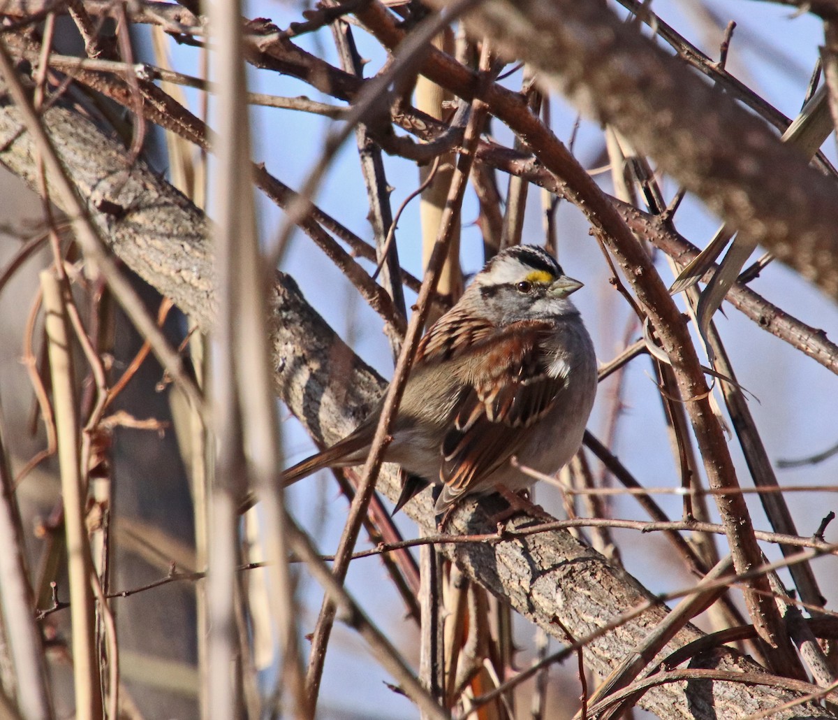 ノドジロシトド - ML646850795