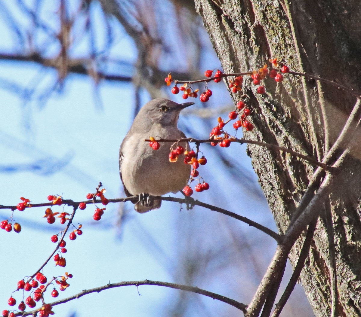 マネシツグミ - ML646850800