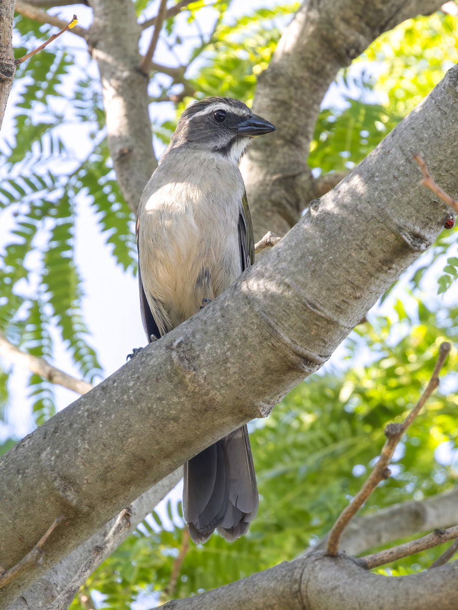 Зернолуск зеленокрилий - ML646850801