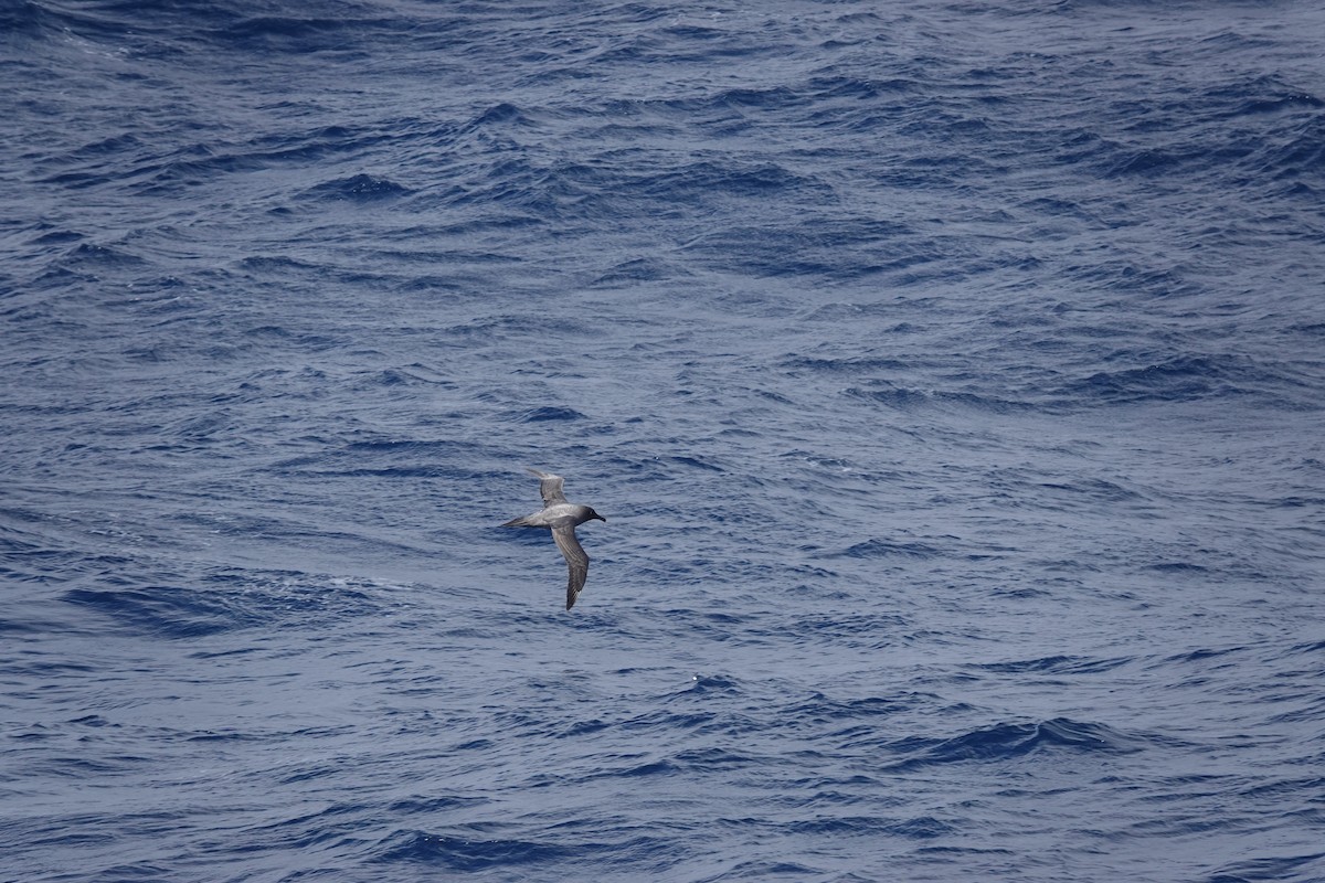 Light-mantled Albatross - ML646850804