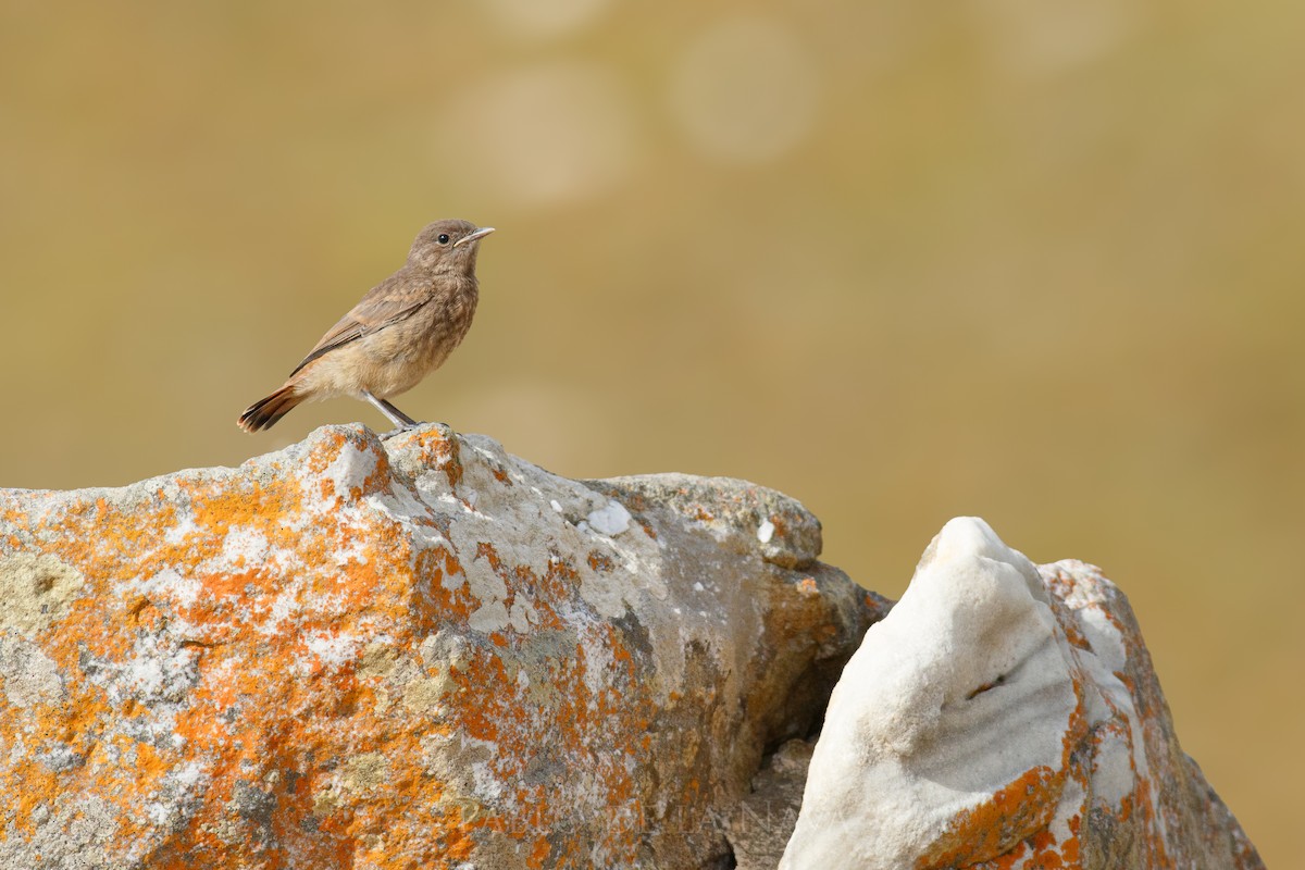 Rostschwanz-Steinschmätzer - ML646850808