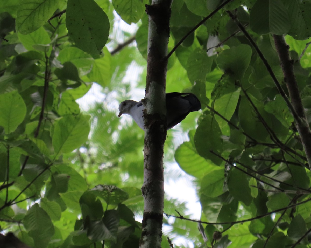 holoubek šedomodrý - ML646850813