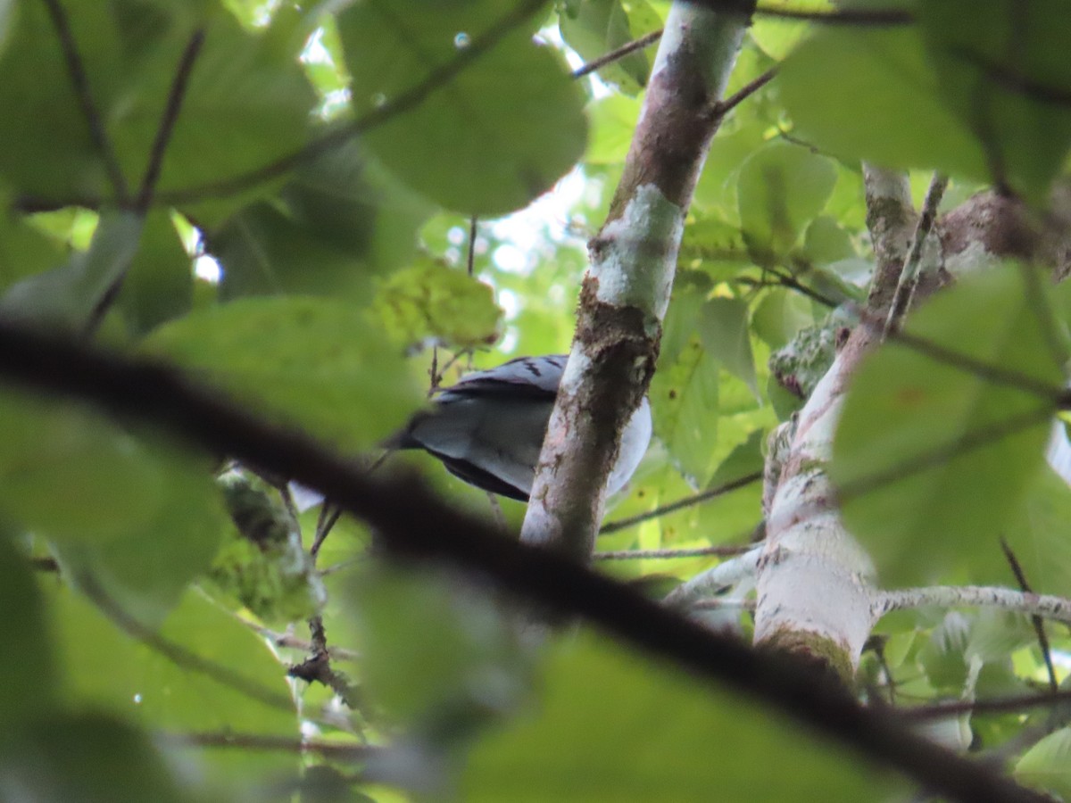 holoubek šedomodrý - ML646850814