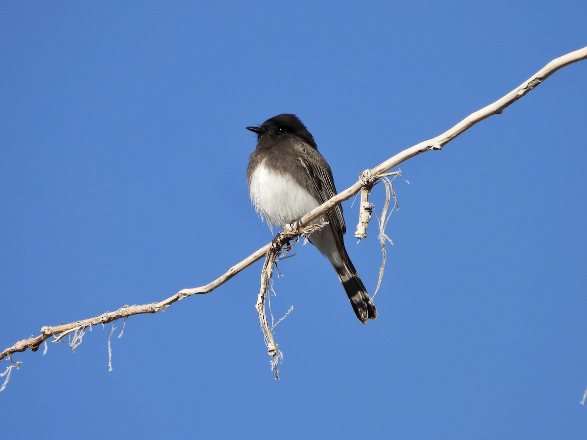 Феб чорний - ML646850815