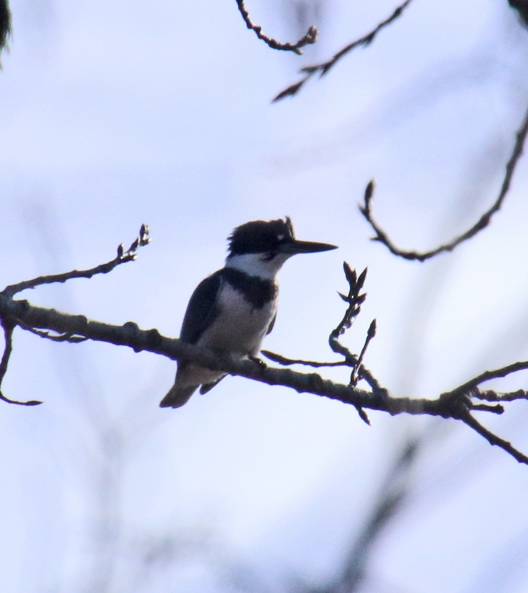 アメリカヤマセミ - ML646850816