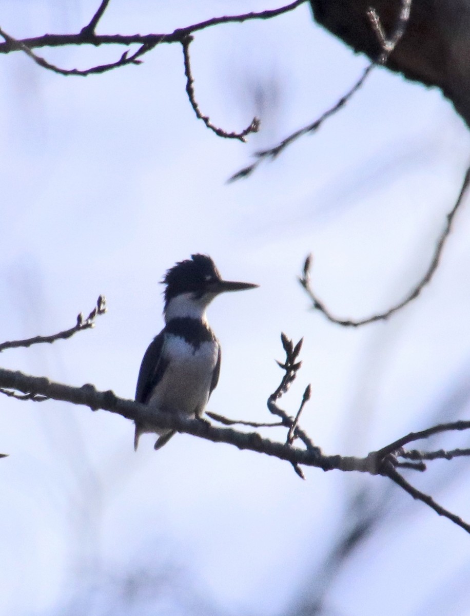 アメリカヤマセミ - ML646850817