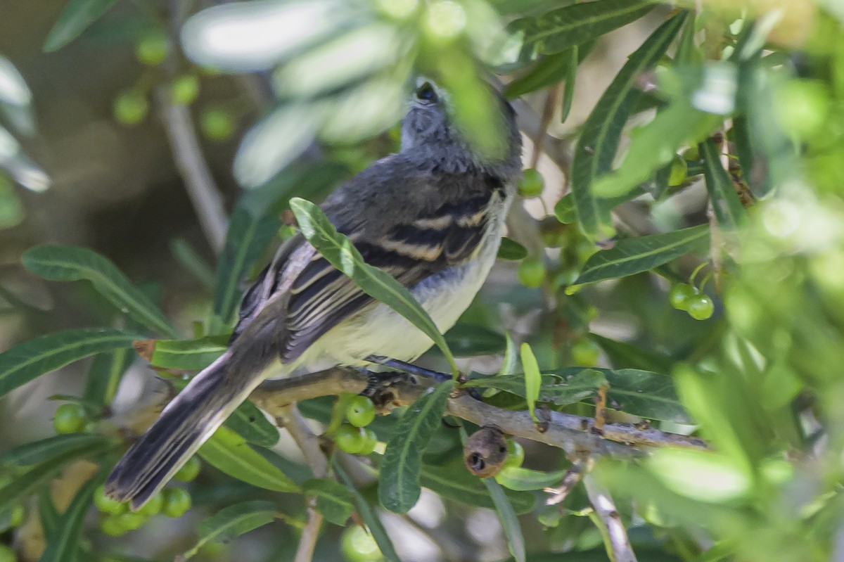 White-crested Tyrannulet - ML646850820