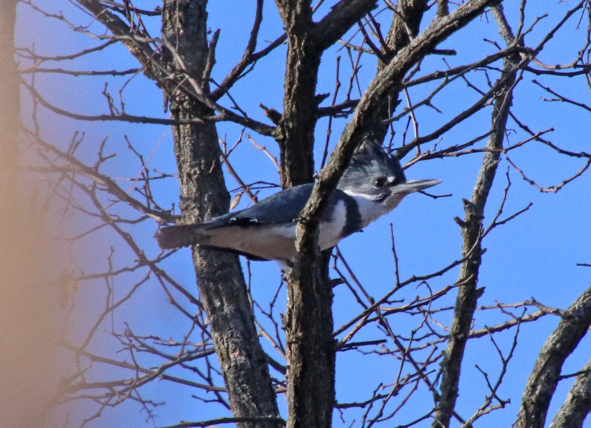 アメリカヤマセミ - ML646850821