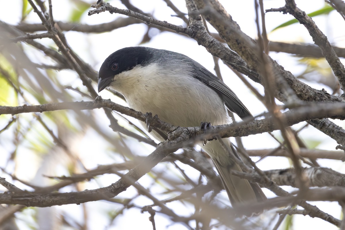 Black-capped Warbling Finch - ML646850823