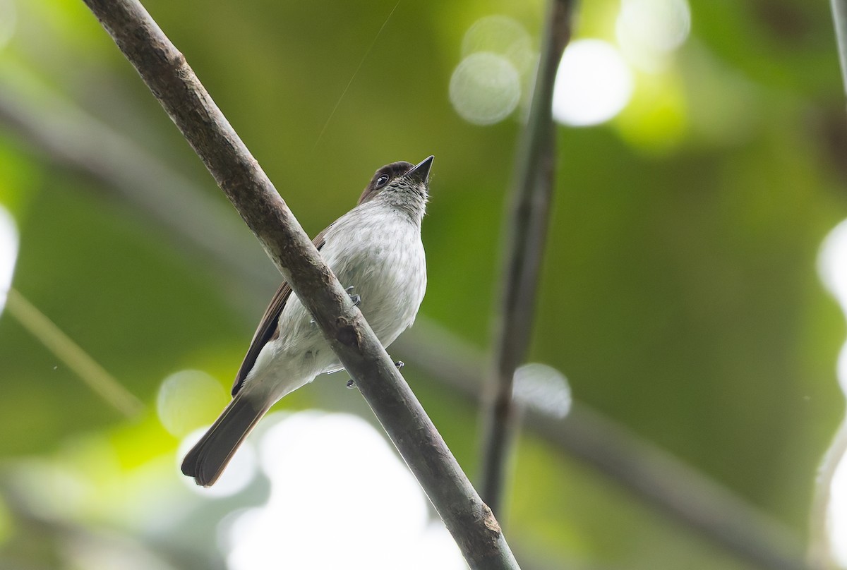 Buru Jungle Flycatcher - ML646850824
