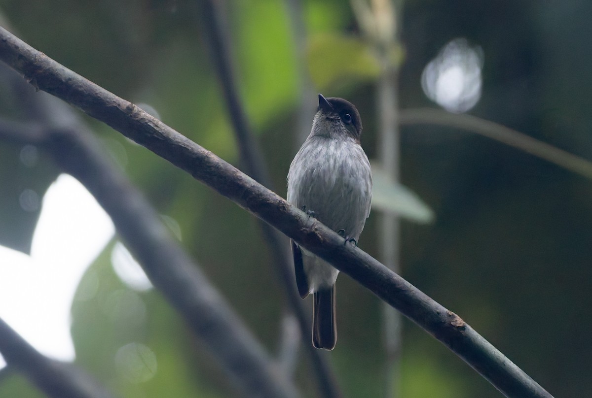 Buru Jungle Flycatcher - ML646850826