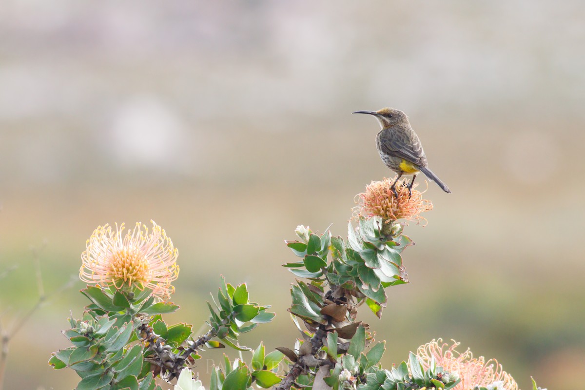Cape Sugarbird - ML646850827