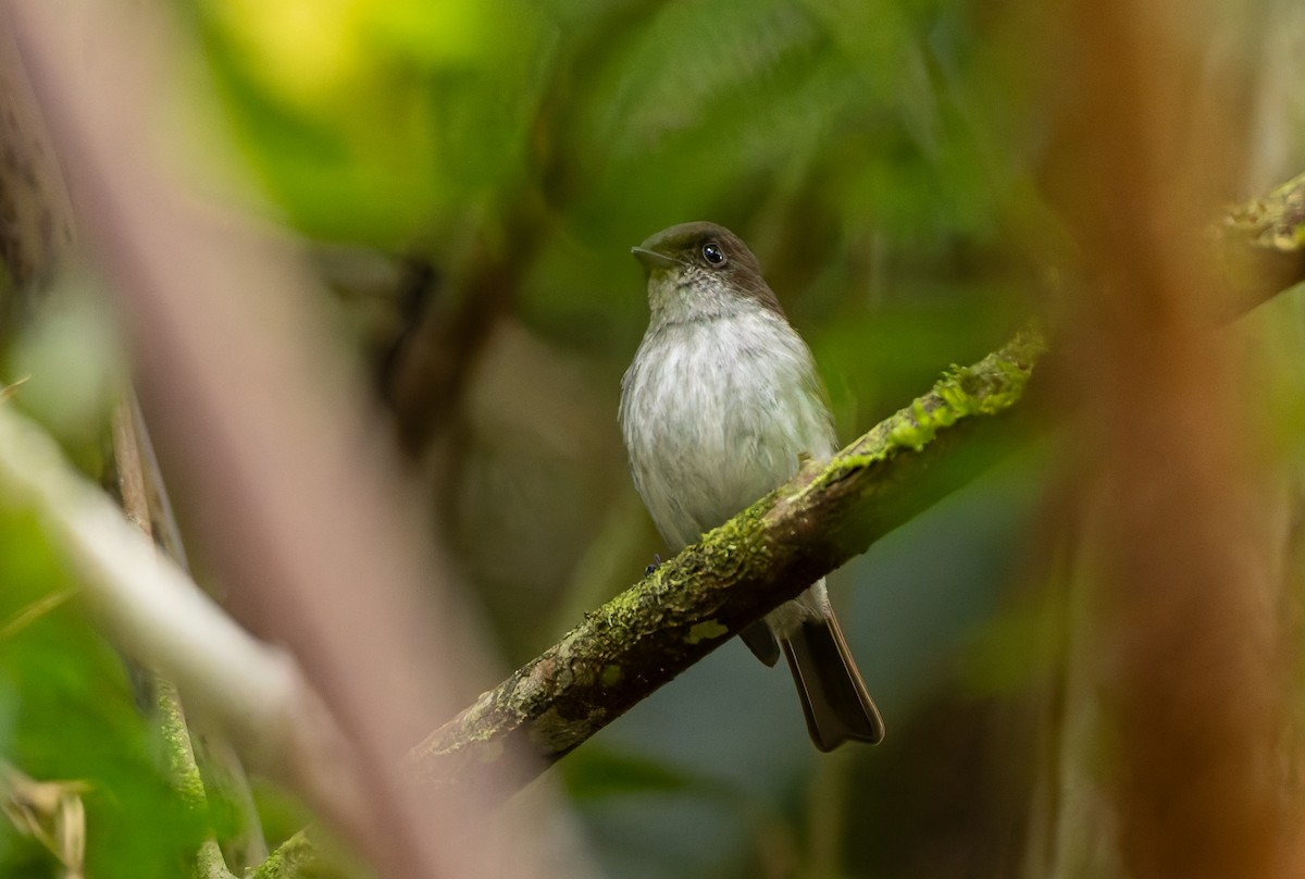 Buru Jungle Flycatcher - ML646850828
