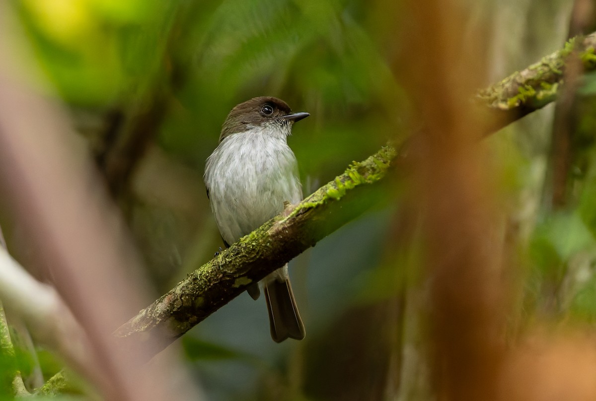 Buru Jungle Flycatcher - ML646850829