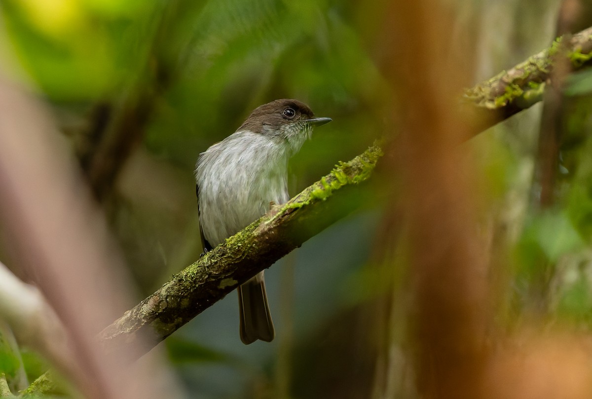 Buru Jungle Flycatcher - ML646850830