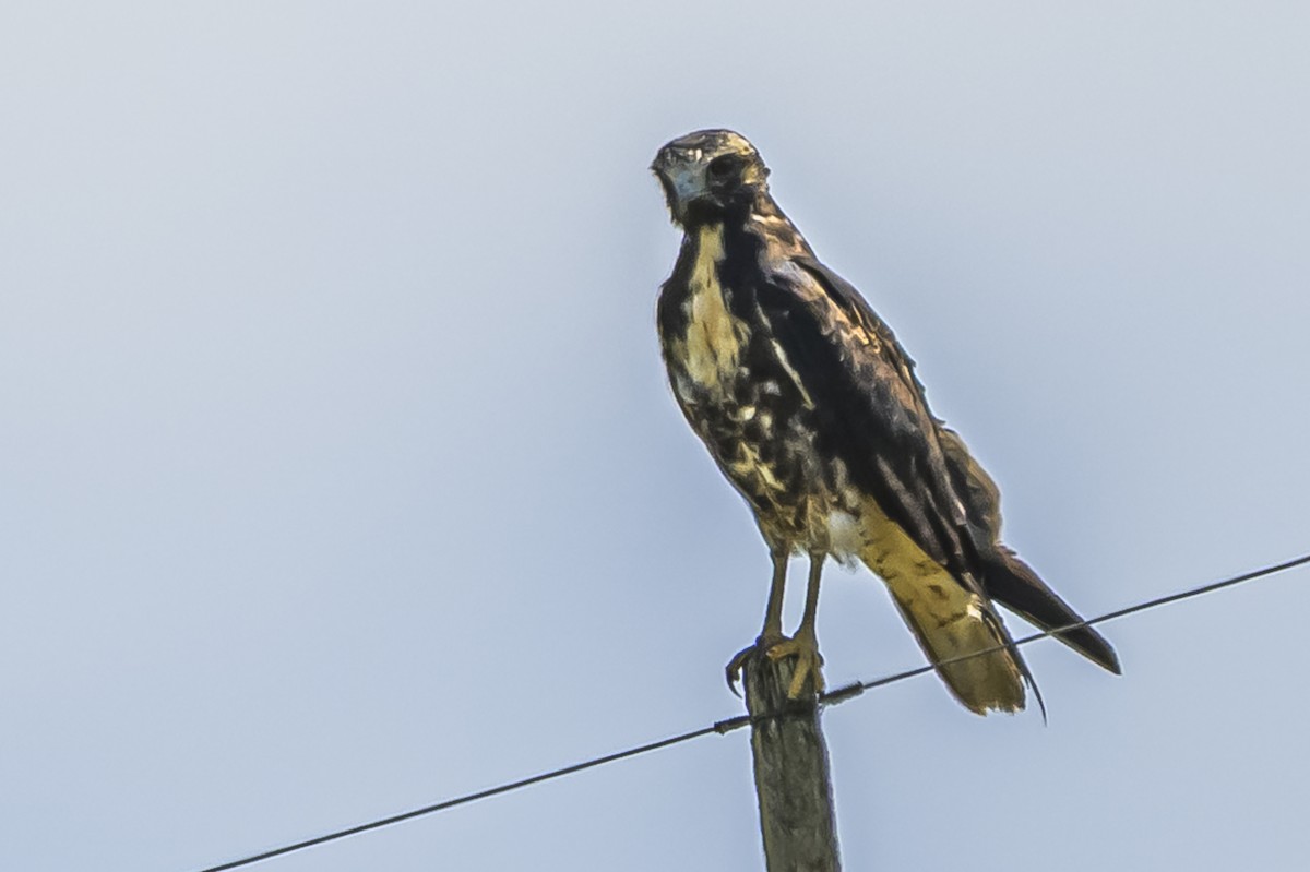 White-tailed Hawk - ML646850831