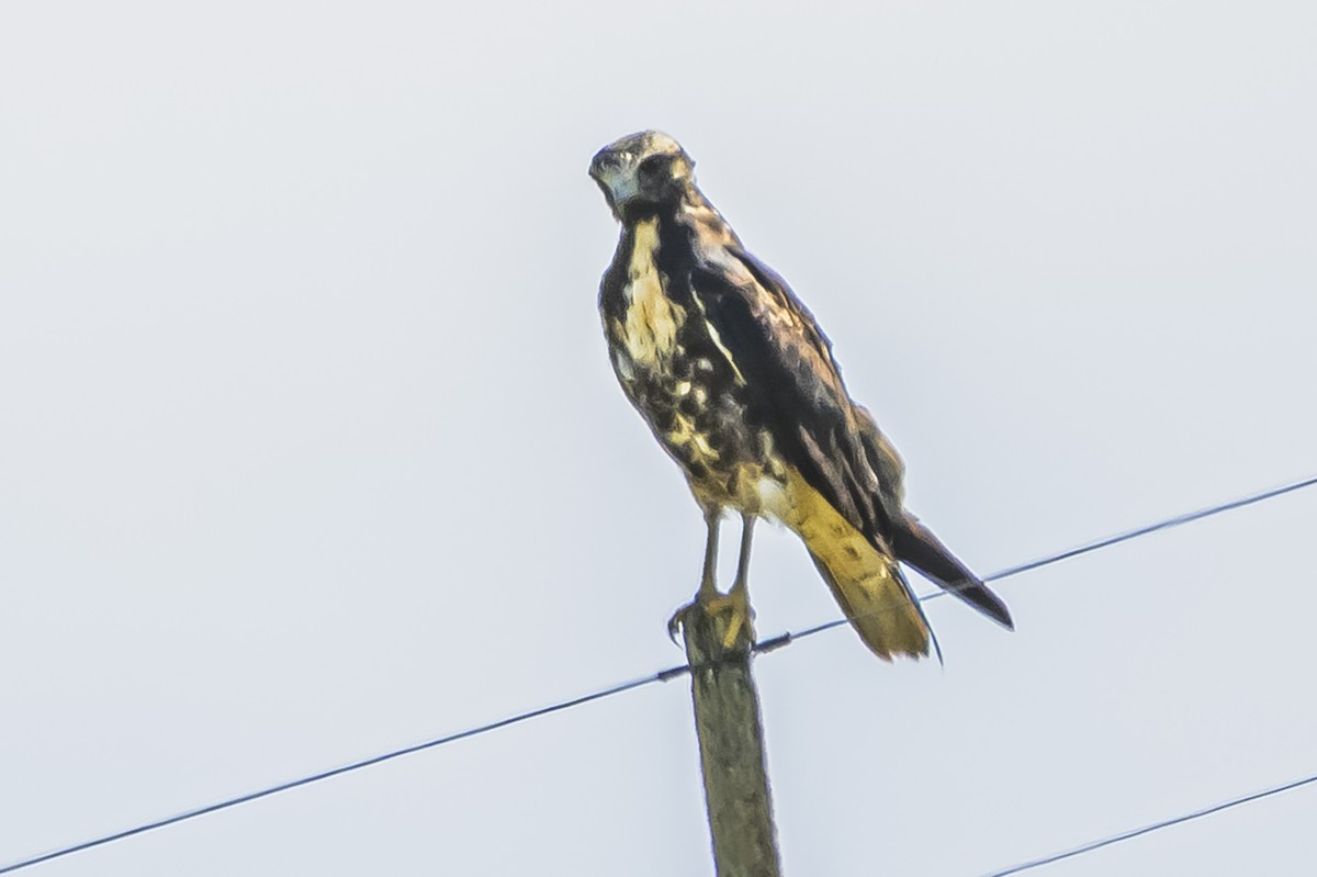 White-tailed Hawk - ML646850832