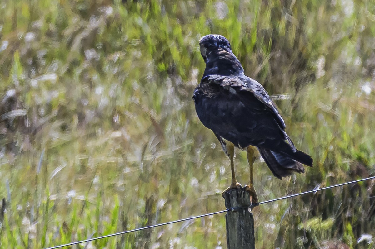White-tailed Hawk - ML646850833