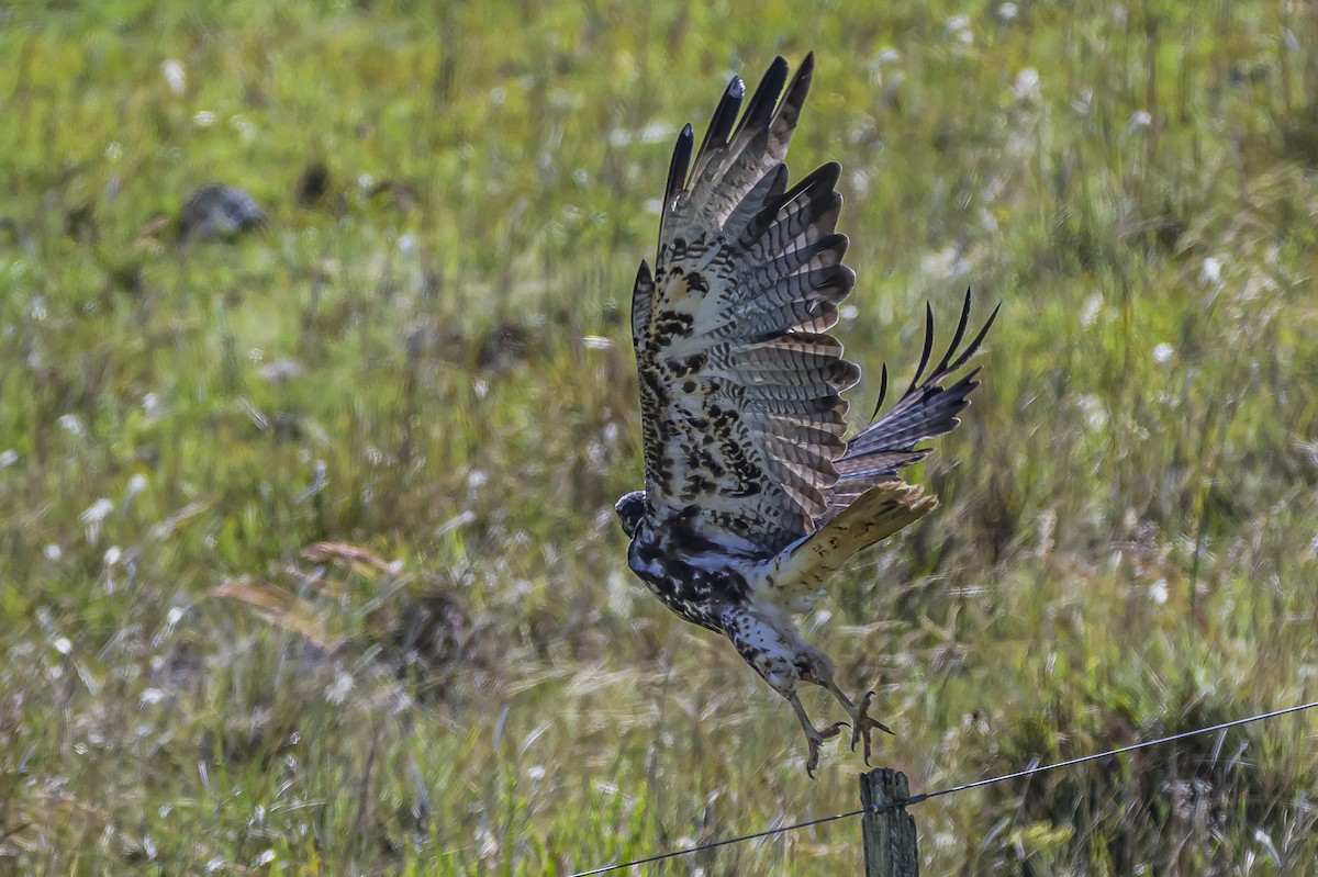 White-tailed Hawk - ML646850834