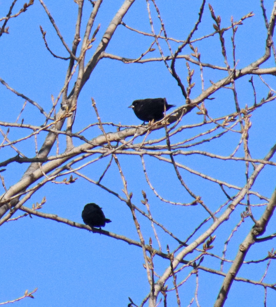 Red-winged Blackbird - ML646850835