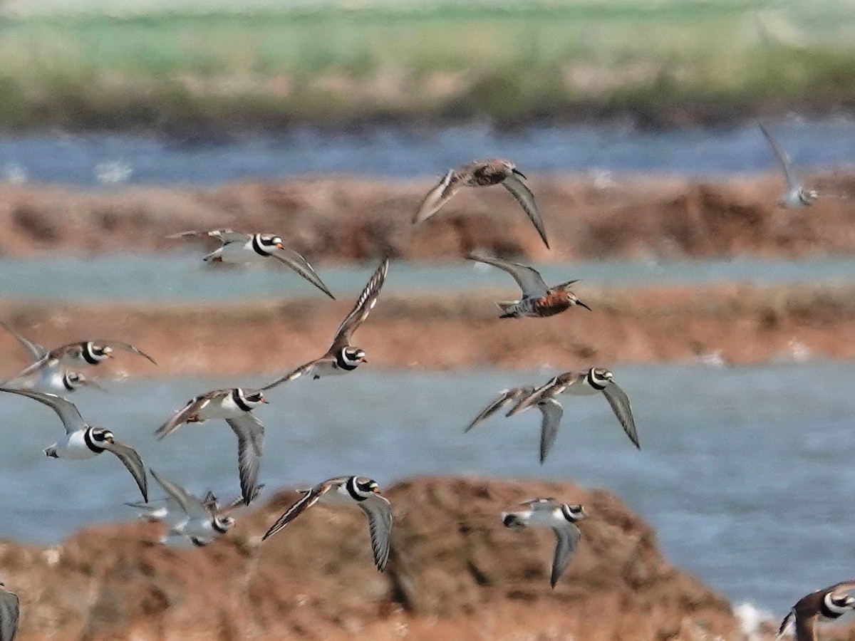 Txirri kurlinta - ML646850836