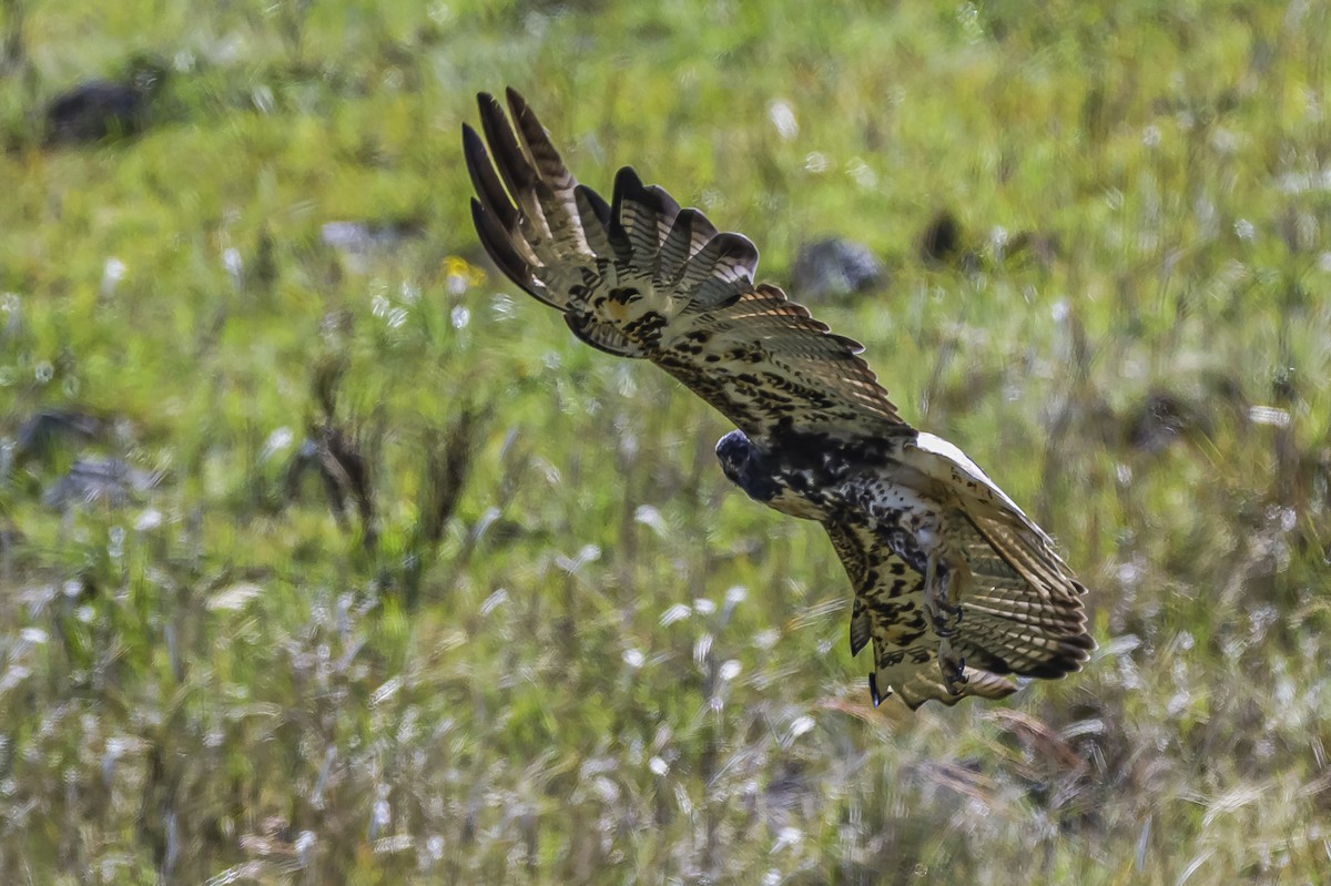 White-tailed Hawk - ML646850837