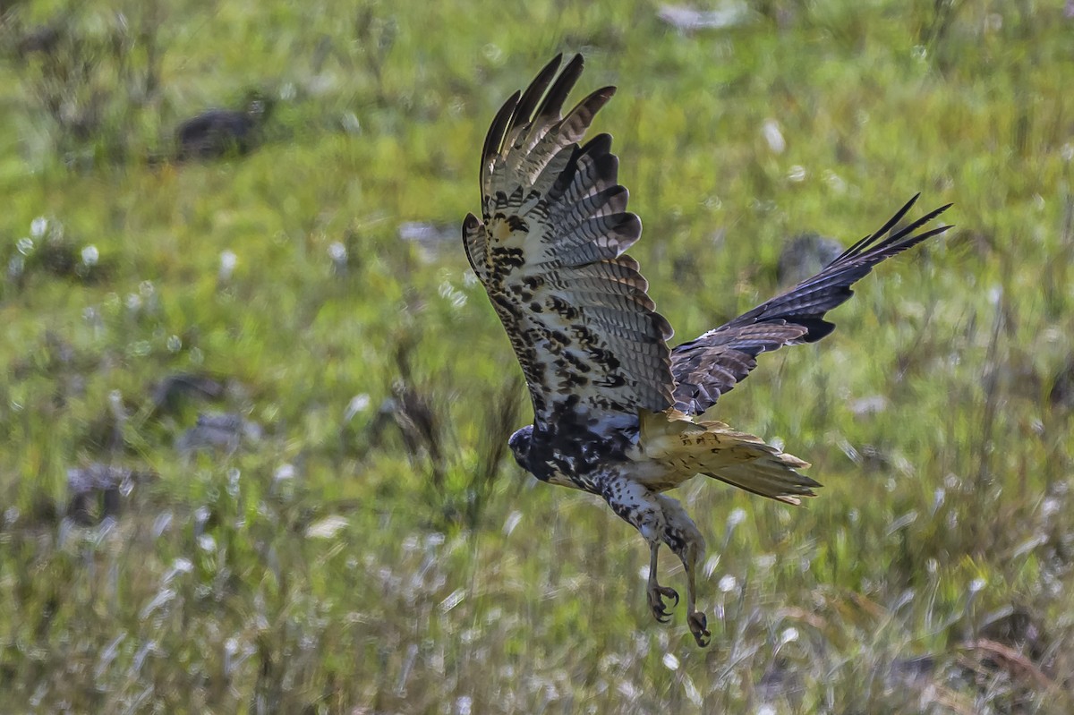 White-tailed Hawk - ML646850838